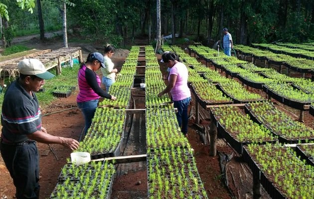 Oportunidad de Estructuración del Sector Forestal Panameño