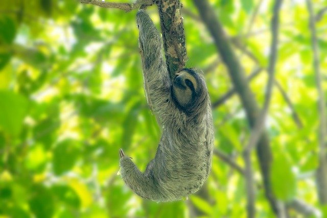 Por qué es importante la conservación de la vida silvestre